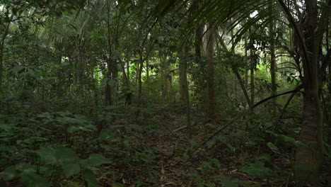 Motion-shot-of-deep-green-inside-forest