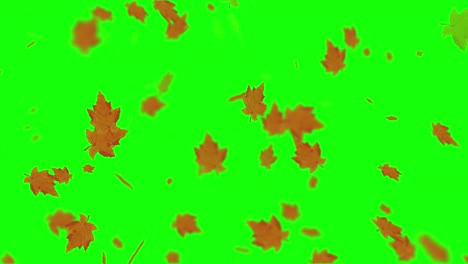 animation of falling leaves loop autumn