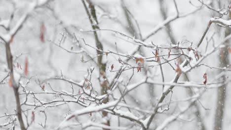 tree branches on the background of snowfall. flakes of snow falling down winter landscape.