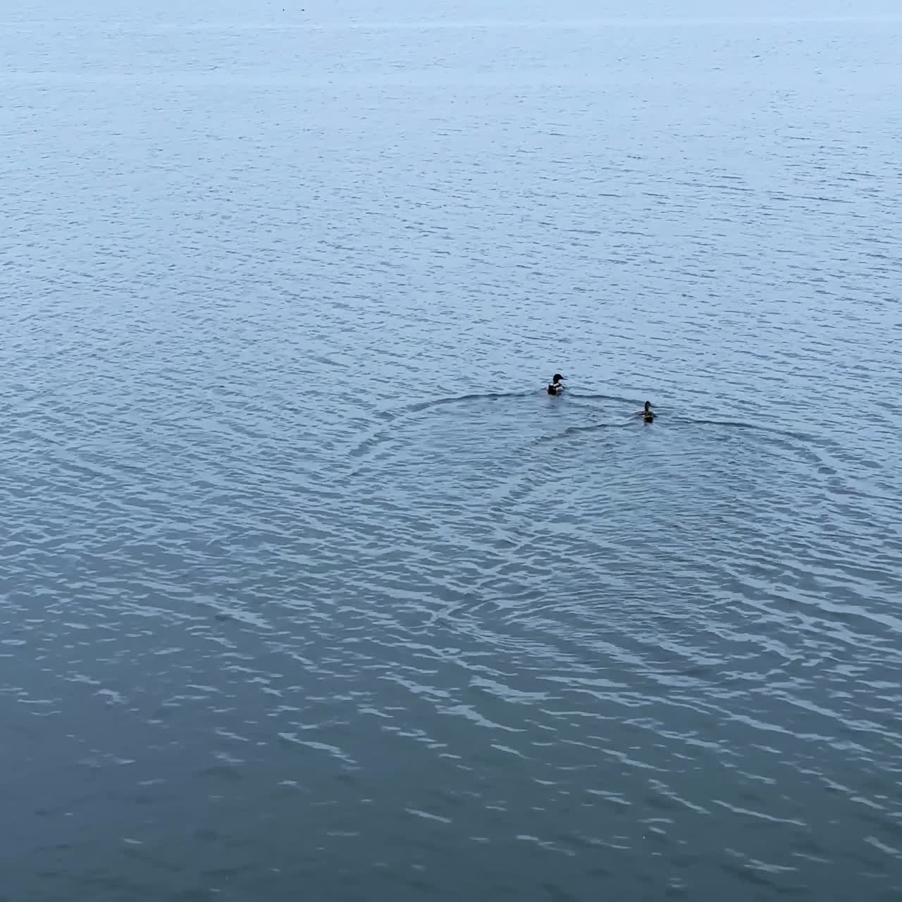 Two duckling swim by the river. Fowl offspring on the water. Tree branch in blossom is visible on the left