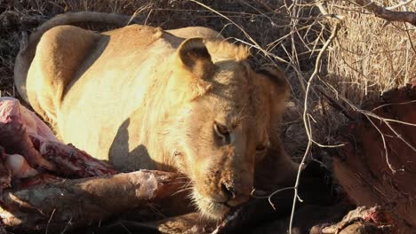 Toma-Con-Teleobjetivo-De-Un-León-Masticando-Y-Comiendo-La-Carne-De-Una-Presa-Muerta