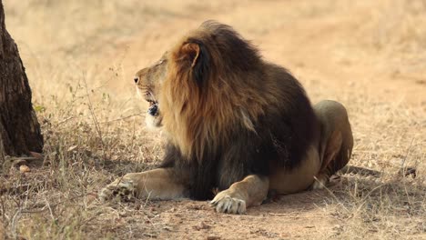 Gran-León-Macho-Mirando-Hacia-Arriba-Y-Luego-Hacia-Adelante-Mientras-Está-Acostado,-Sudáfrica