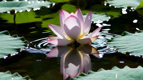 pink lotus flower on water with reflection
