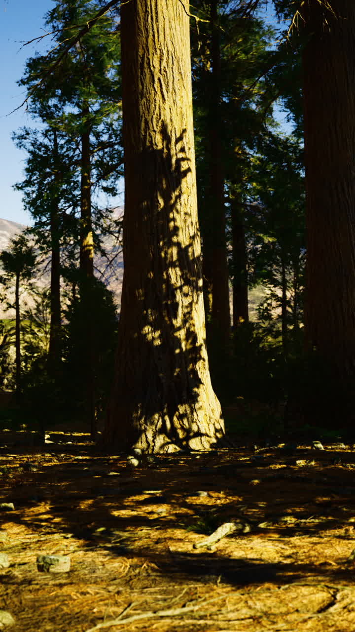 Sequoia gigante che svetta illuminata dalla luce del sole e pini distanti incorniciano la scena