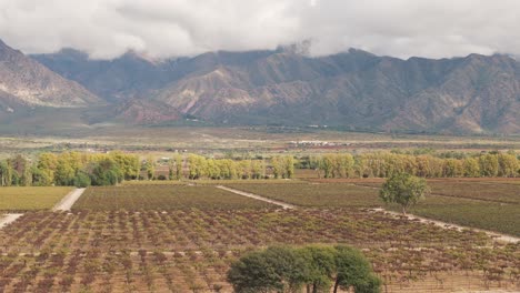 Weinberge-In-Cafayate,-Salta,-Argentinien