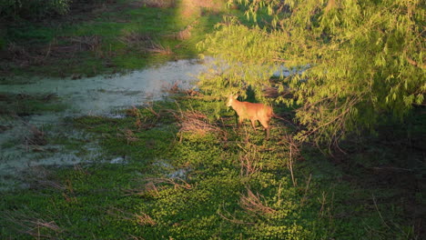 large endangered deer crossing lush wetland in argentina, biodiversity and nature