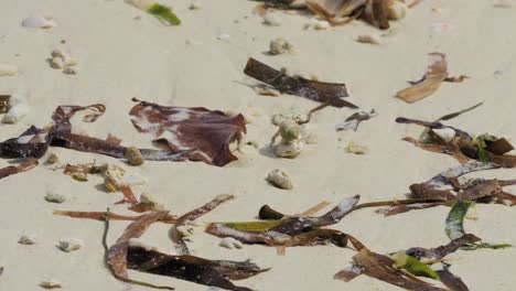a tiny hermit crab walks across the sandy beach, surrounded by scattered pieces of coral and seaweed. the follow shot captures the simplicity and quiet beauty of this small creature.