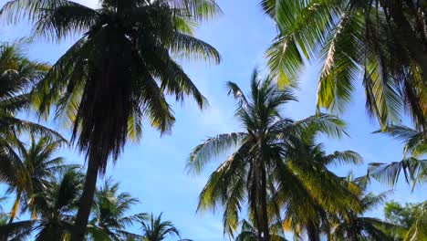 Cocoteros-En-El-Cielo-Azul-En-Gili-Trawangan,-Bali,-Lombok,-Indonesia