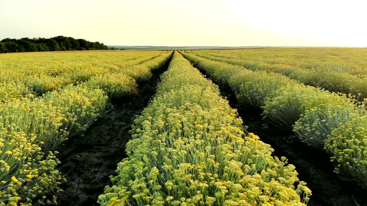 vista aérea de un hermoso campo de plantas de curry en flor en el campo rural.