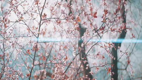 las flores de primavera