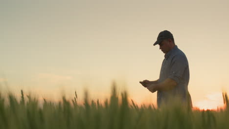 a middle-aged agronomist examines spikelets of wheat in the field.