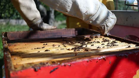 apicultor que utiliza una jeringa de ácido oxálico en las abejas entre los marcos como un miticida en las abejas melíferas