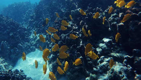 Gelber-Tang-Fischschwarm,-Der-Vor-Den-Tropischen-Inseln-Unter-Wasser-Gefangen-Wurde