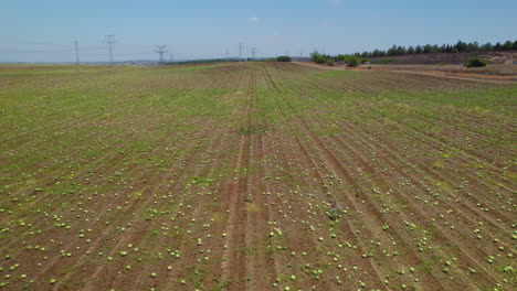 low aerial view of ripe watermelons scattered in a huge field, wide lens, slow push in movement, close to a main road