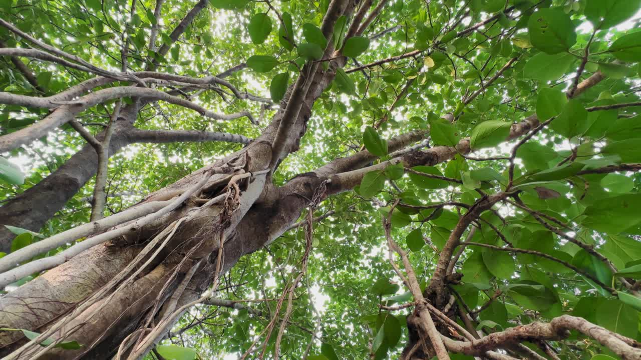Camera slowly tracks left to right beneath Ficus benghalensis, revealing twisting branches, long aerial roots, and a bright green canopy as sunlight filters through dense overlapping leaves above