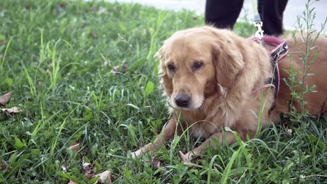 golden retriever acostado en la hierba