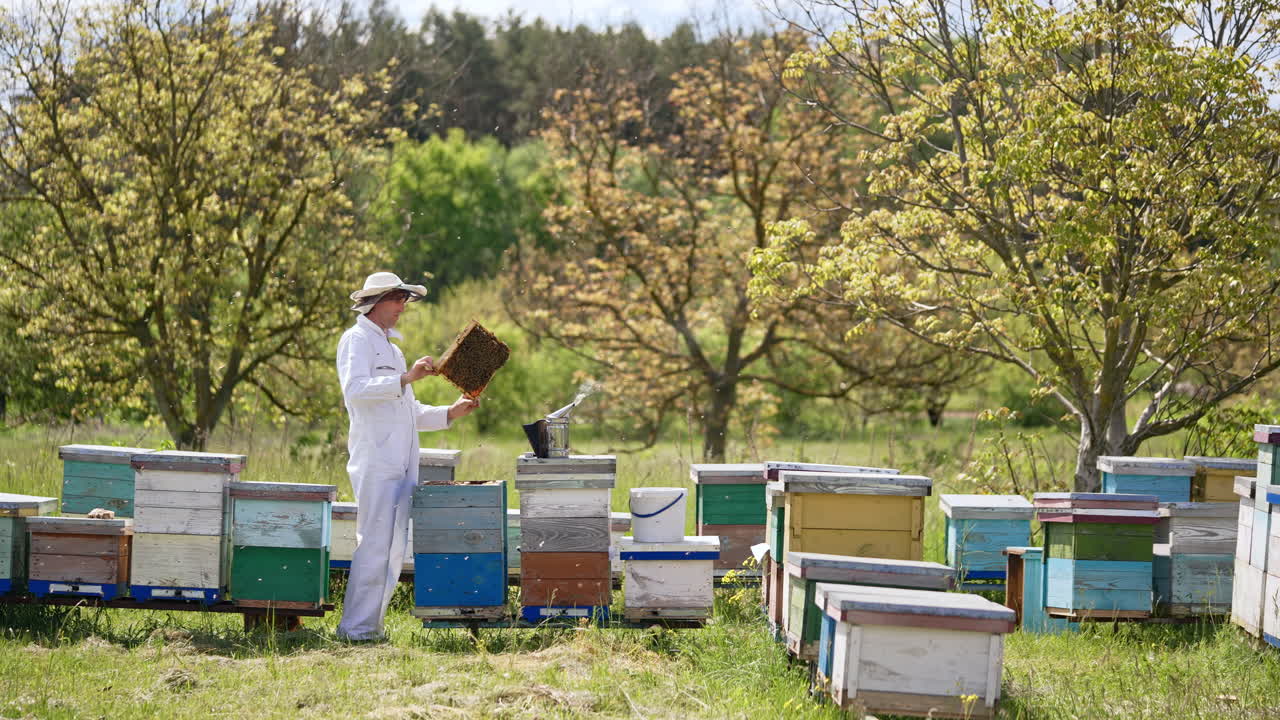 Apiculturist is holding a frame in his bee farm. Experienced farmer checking up his apiary outside in the garden.