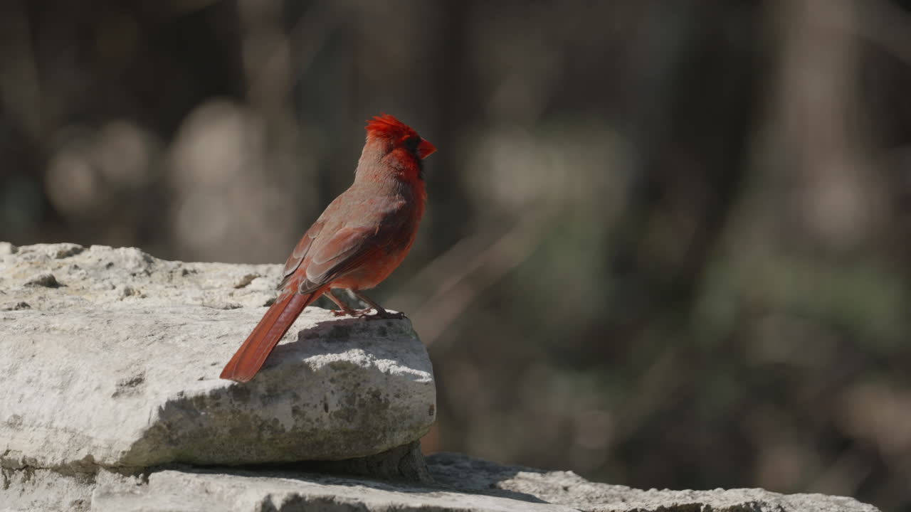 Northern Cardinal perched on a rock and posing before flying away - cardinalis cardinalis