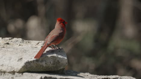 northern cardinal perched on a rock and posing before flying away - cardinalis cardinalis