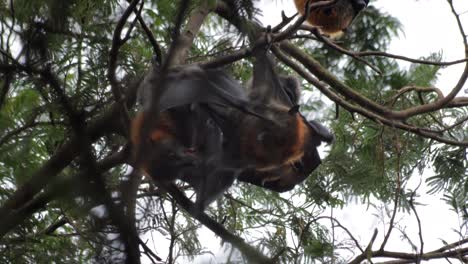 two fruit bats cleaning each other hanging upside down from tree branch, day time maffra, victoria, australia