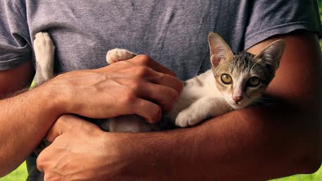 Medium-shot-of-a-rescued-tabby-kitten-getting-cuddles-and-belly-rubs