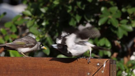 two birds meet and share food.