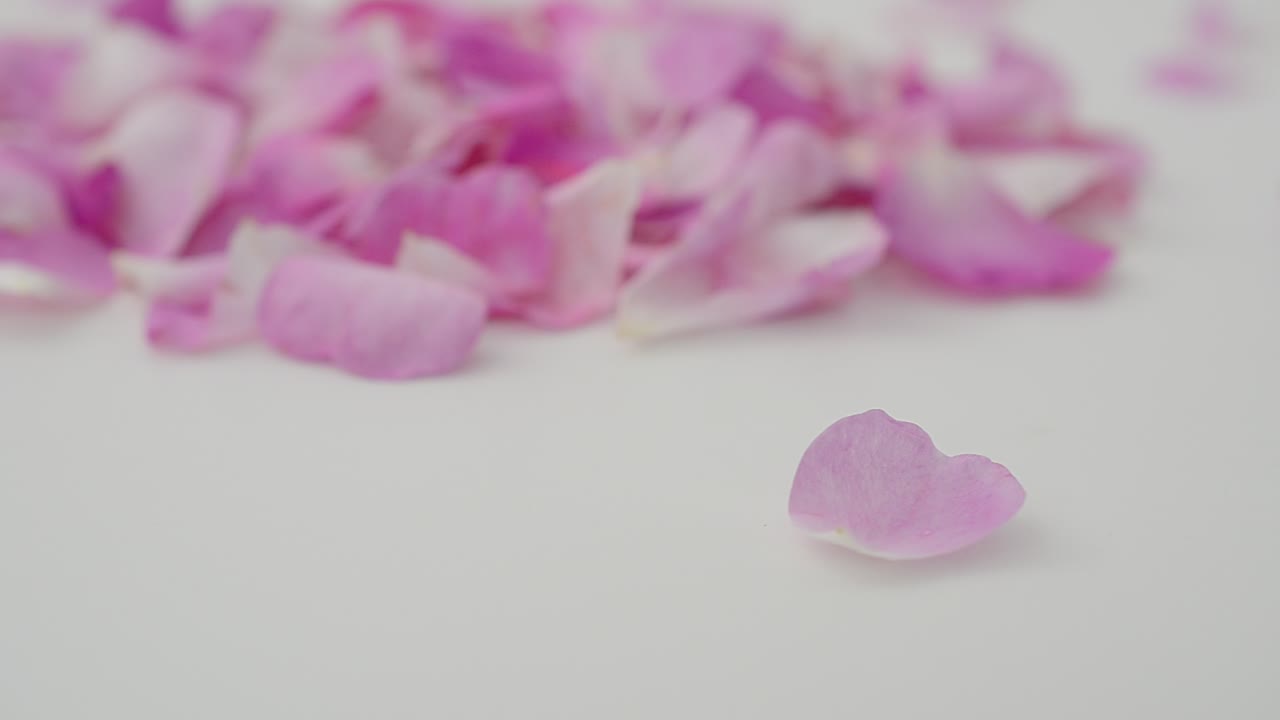 Rosa-chá em fundo branco. Fotografia em movimento.