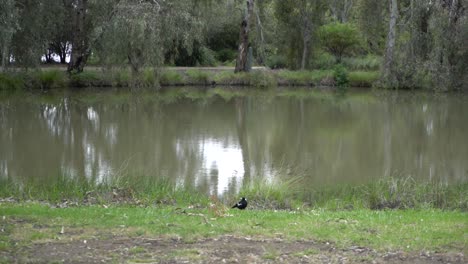 Urraca-En-La-Naturaleza-Frente-Al-Estanque-En-Un-Día-Nublado-Y-Ventoso