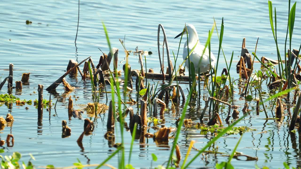 스노우 이그레트 (snowy egret) 와 피드 비클드 그레이브 (pied-billed grebe) 는 플로리다 습지에서 먹이를 사냥하고 있습니다.