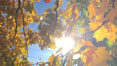 Sonne-Scheint-Durch-Gelbe-Blätter.-Goldener-Herbst