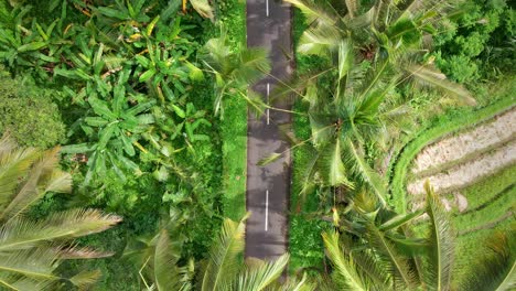 Vertical-Shot-Of-Asphalt-Road-Lined-With-Coconut-Palm-Trees-In-Indonesian-Countryside