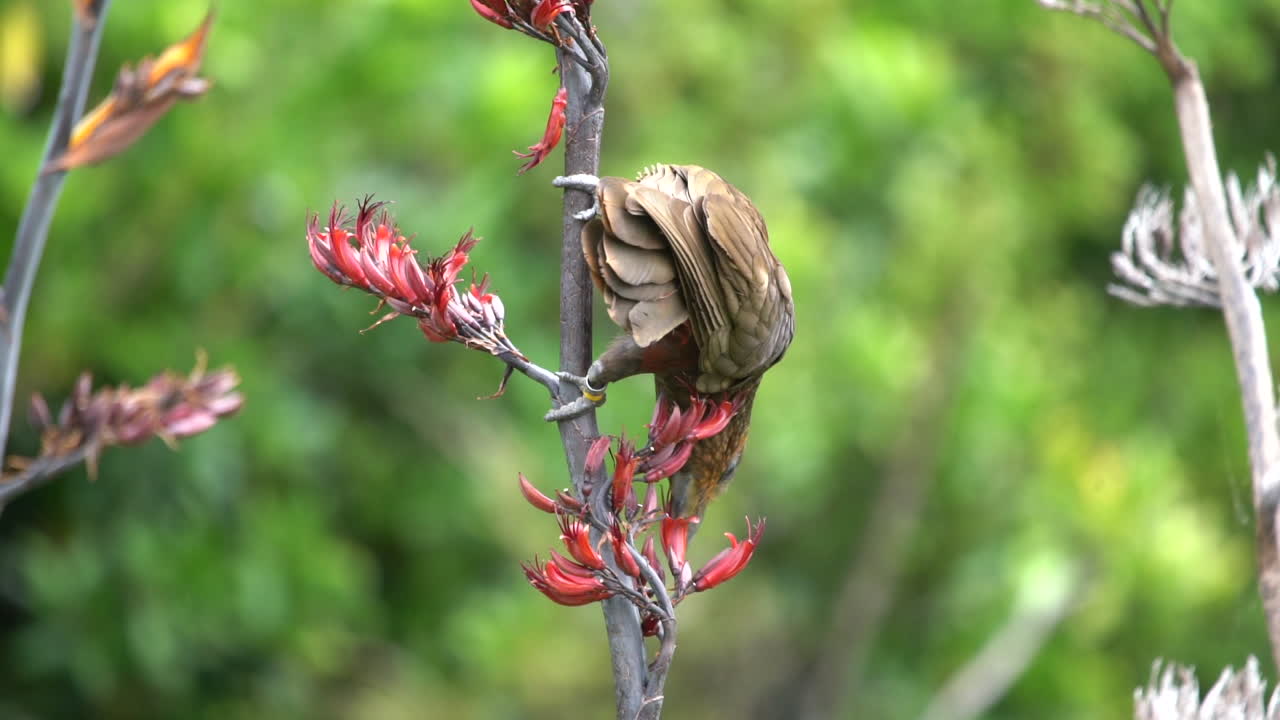 un pájaro loro kaka en nueva zelanda alimentándose de un arbusto de lino