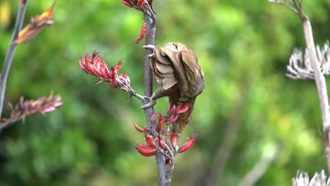 Un-Pájaro-Loro-Kaka-En-Nueva-Zelanda-Alimentándose-De-Un-Arbusto-De-Lino