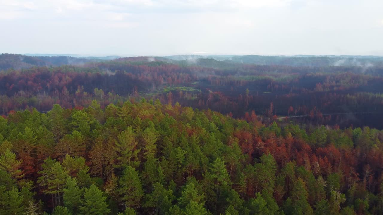A dense forest with green and brown trees under a cloudy sky