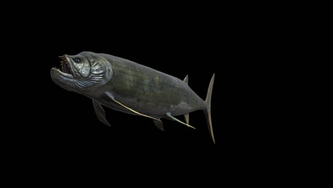 xiphactinus swimming with alpha channel