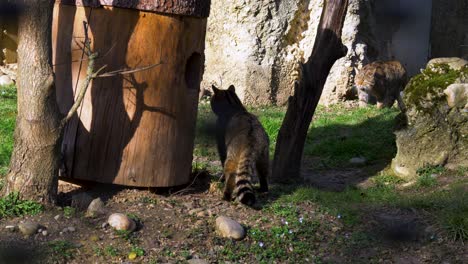 big-cat-walking,-european-wildcat-walking-in-green-grass-in-the-nature