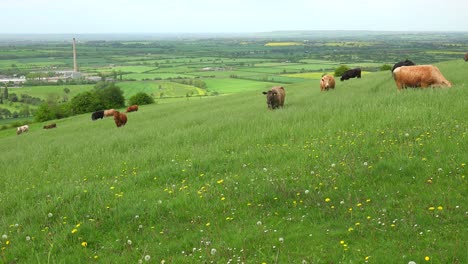 cows graze on a hillside above terraced green fields in great britain