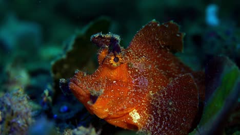 rhinopias eschmeyeri paddle-flap rhinopias scorpionfish with parasite lembeh 4k 25fps