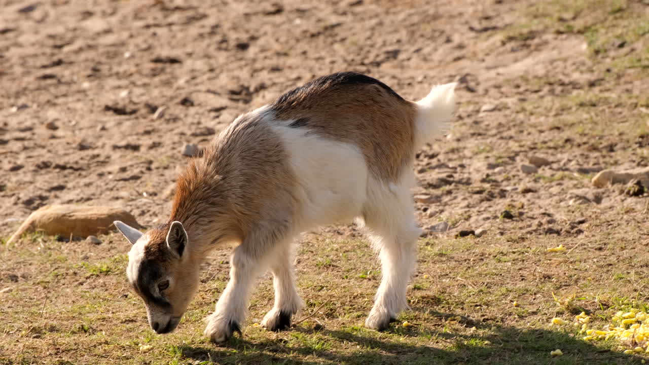 Adorable baby goat kid walking in field smelling the terrain, tracking shot