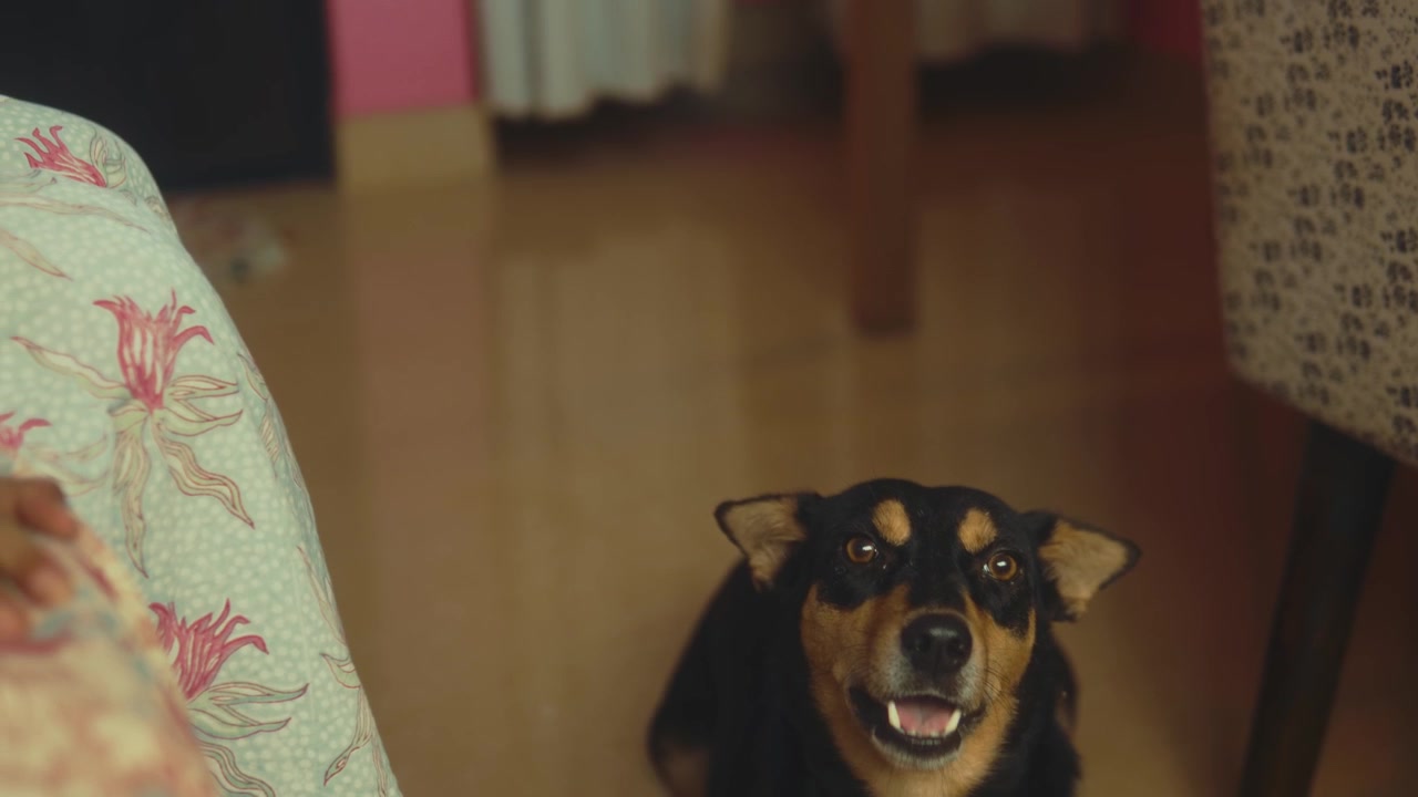 Dog looks up at owner indoors as camera tilts up to reveal woman face