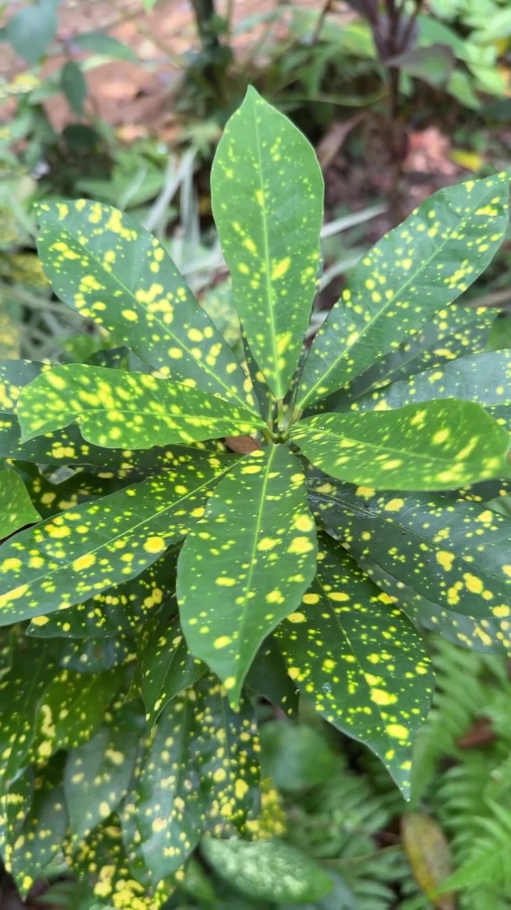 Primo piano di foglie di Croton con variegatura gialla