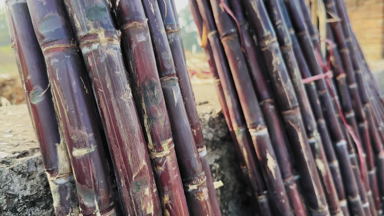 Ripresa in movimento di fasci di canne da zucchero allineati per la vendita, che mostra canne raccolte, texture ruvide e un ambiente di mercato agricolo rurale in pieno giorno.