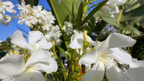 beautiful white flowers in a garden
