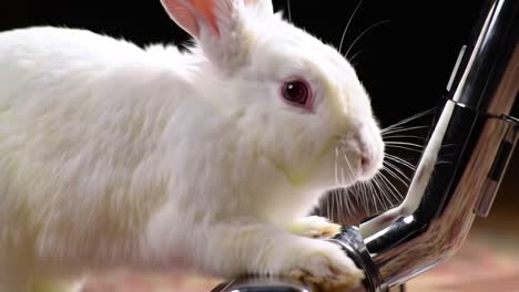 a cute white rabbit curiously investigates the nozzle of a vacuum cleaner in a cozy indoor setting. the adorable bunny shows enthusiasm and playfulness during its exploration.