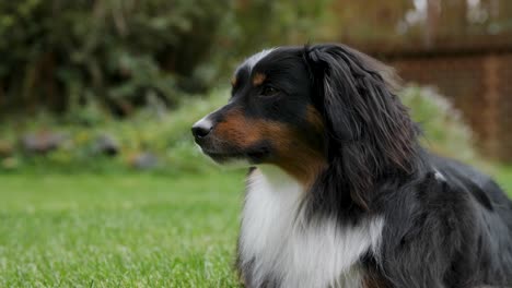 Tight-shot-of-a-mini-Australian-Shepherd-sniffing-the-air-while-laying-in-a-beautiful-lawn-of-grass