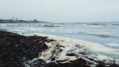 coastline with seaweed and sea folm seagulls can be seen in the background