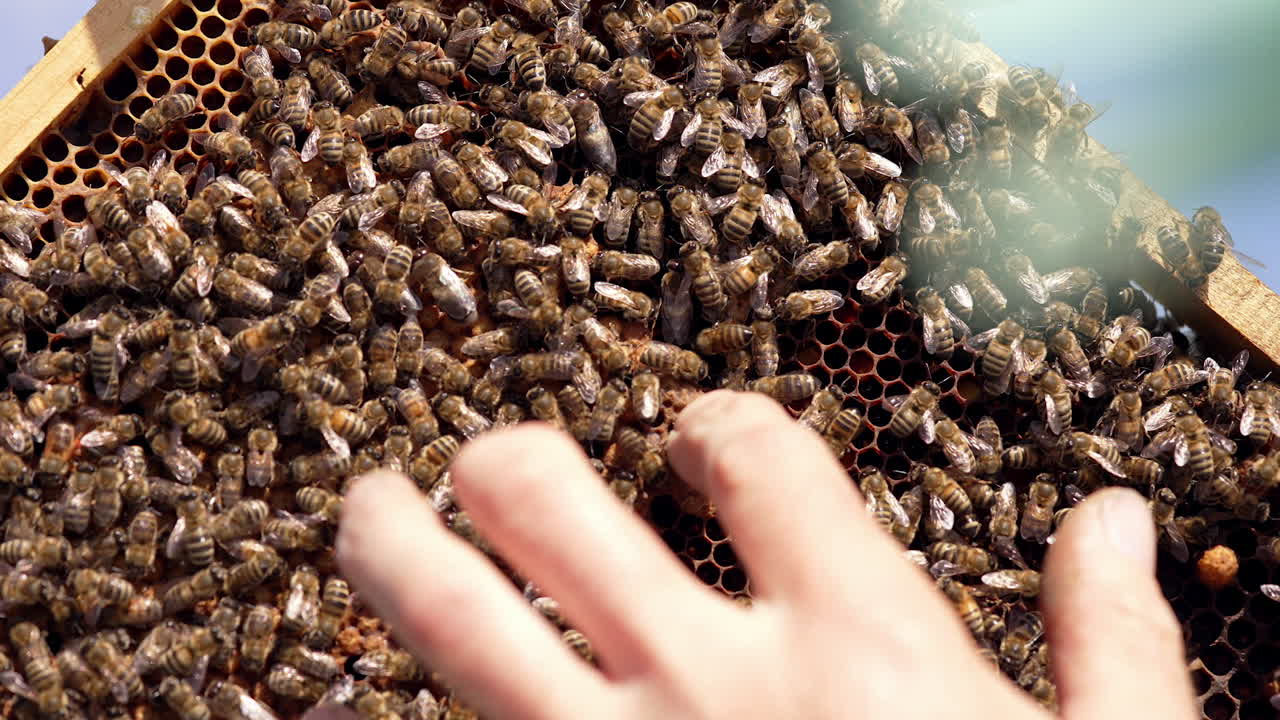Honey insects crawling on frame at sunlight. Hand of a beekeeper showing wax formation on honeycomb. Close-up. Beekeeping.