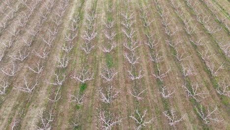 Flying-over-orchard-|-Fruit-trees-during-winter