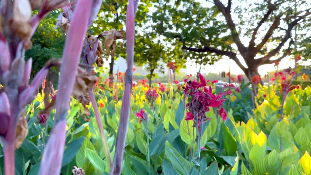 hermoso jardín de lirios de canna