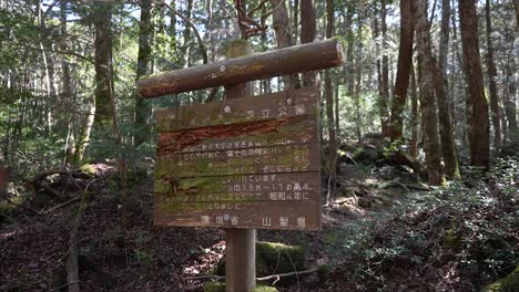 Japón,-Bosque-De-Aokigahara,-Mar-De-árboles-O-Bosque-Suicida,-Fuji